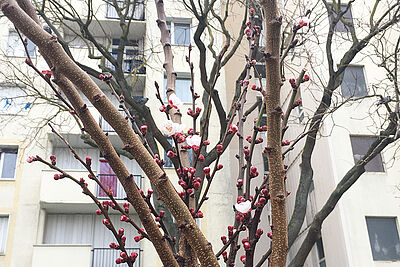 Agrandir l'image (fenêtre modale)