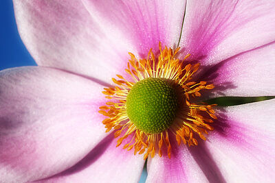 Ipsum - Agrandir l'image (fenêtre modale)