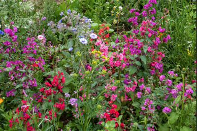 Agrandir l'image (fenêtre modale)