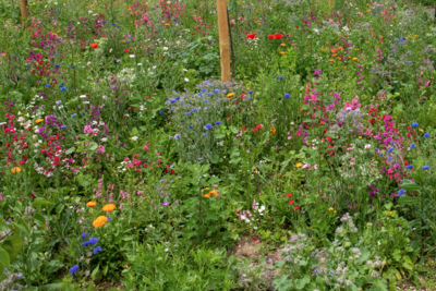 Agrandir l'image (fenêtre modale)