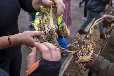 Agrandir l'image (fenêtre modale)