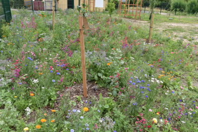 Agrandir l'image (fenêtre modale)