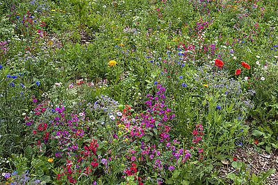 Agrandir l'image (fenêtre modale)