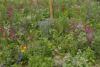 Agrandir l'image (fenêtre modale)